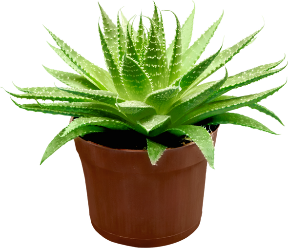 Aloe Vera Plant - Isolated Image